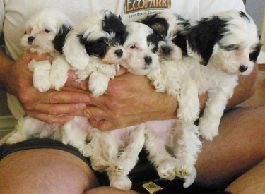 white-cockapoo-puppies-for-sale