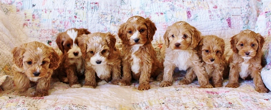 standard cockapoo puppies for sale