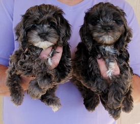 merle cockapoo for sale