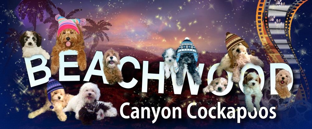 Beachwood Cockapoos